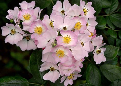 Rosa Multiflora - Multiflora Rose